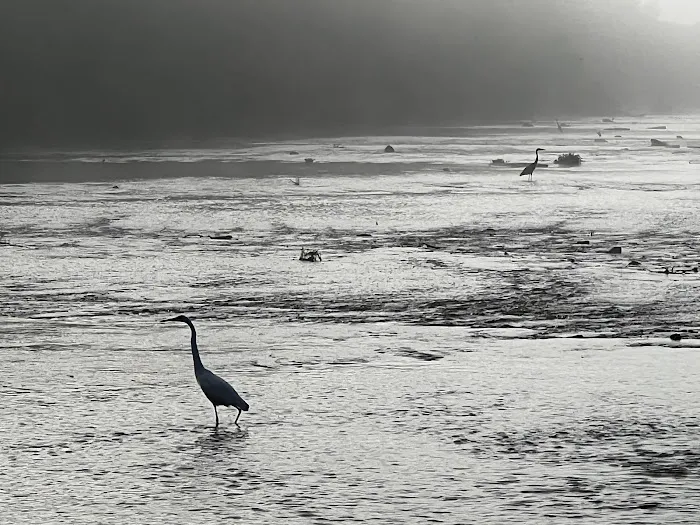 Shady River RV Resort Picture 5