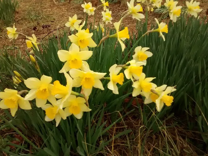 Forest Lake Pointe Picture 5