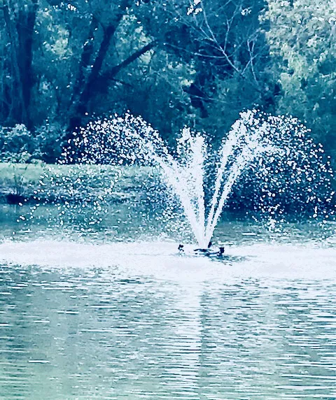 Forest Lake Pointe Picture 4