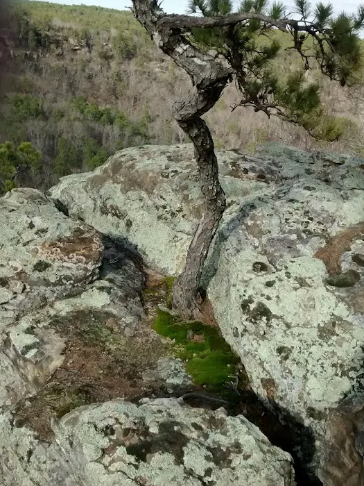 Forest Lake Pointe Picture 9