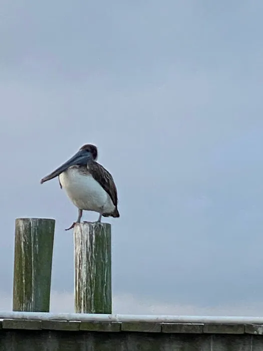 Turtle Creek RV Park Picture 10