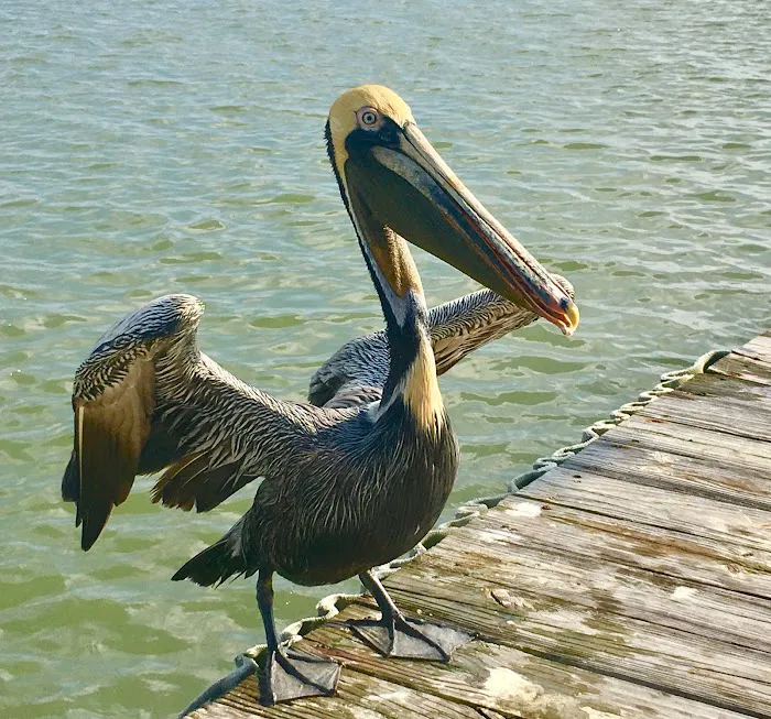 Serendipity Bay RV Resort, Cabins and Marina Picture 6