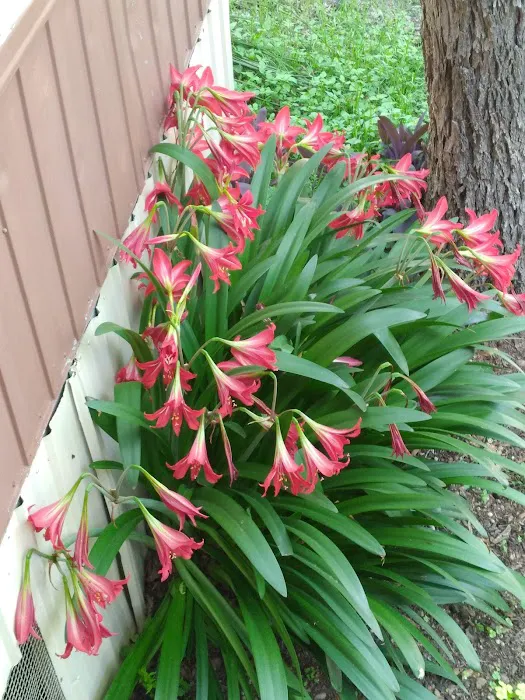 Aero Mobile Home Park Picture 6