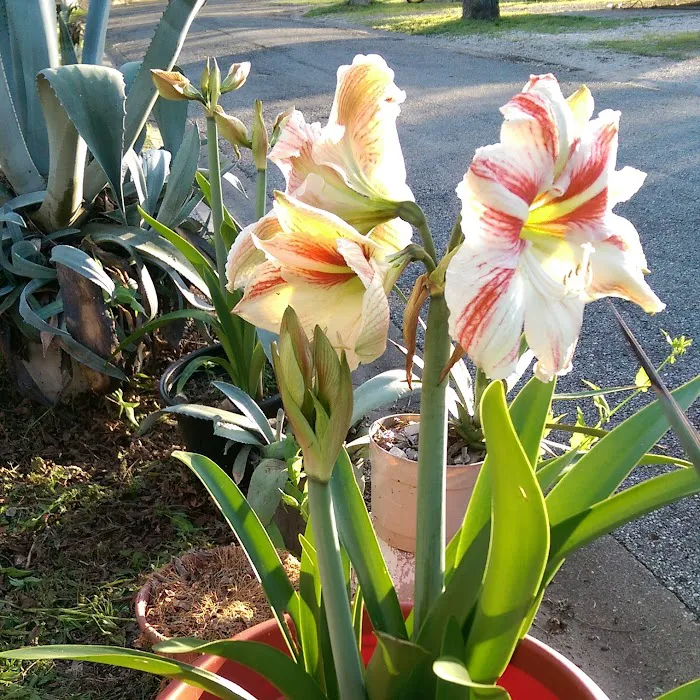 Pecan Grove RV Park Picture 6