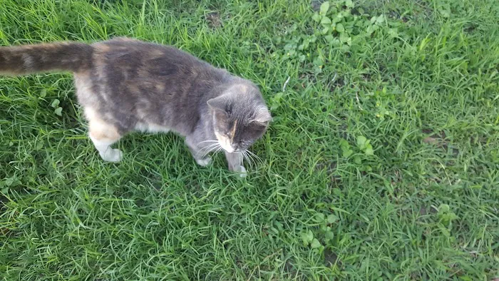 Frontier Valley Picture 6