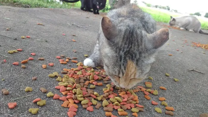 Frontier Valley Picture 10