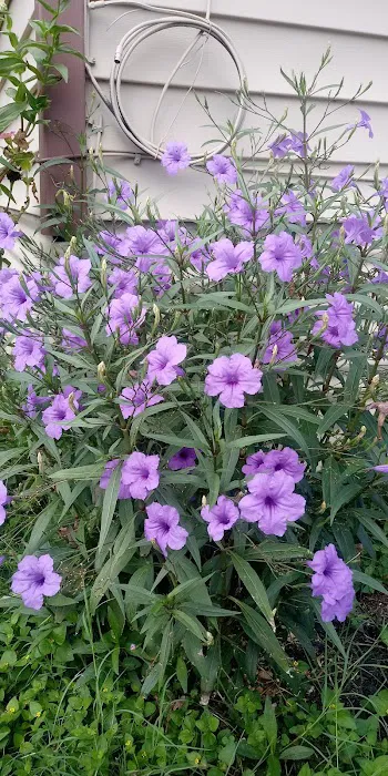 Dusty Oaks RV Park Picture 9