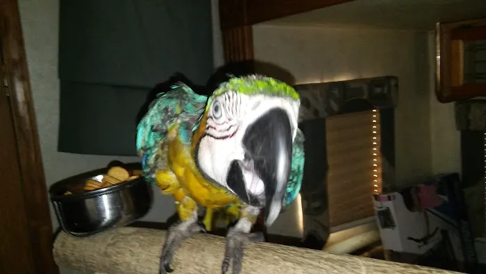 Coyote Bend Mobile Home & RV Prk Picture 8