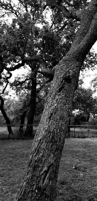 Circle R Ranch RV Resort Picture 6