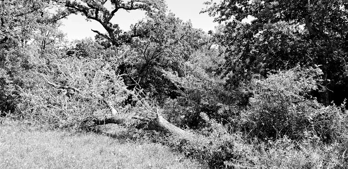 Circle R Ranch RV Resort Picture 5