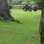 Country View RV Park