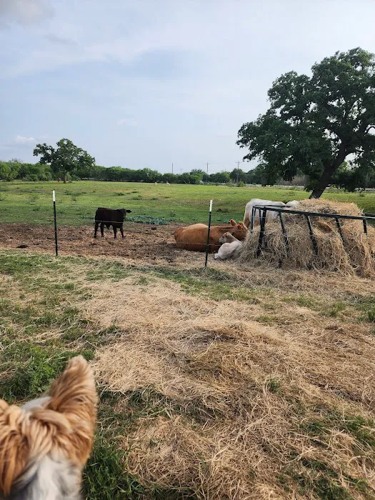 Cappy's Cove RV Park Picture 2