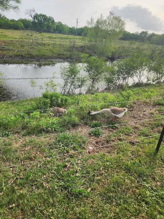 Cappy's Cove RV Park Picture 8