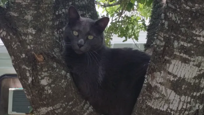 Holiday RV Park Picture 7