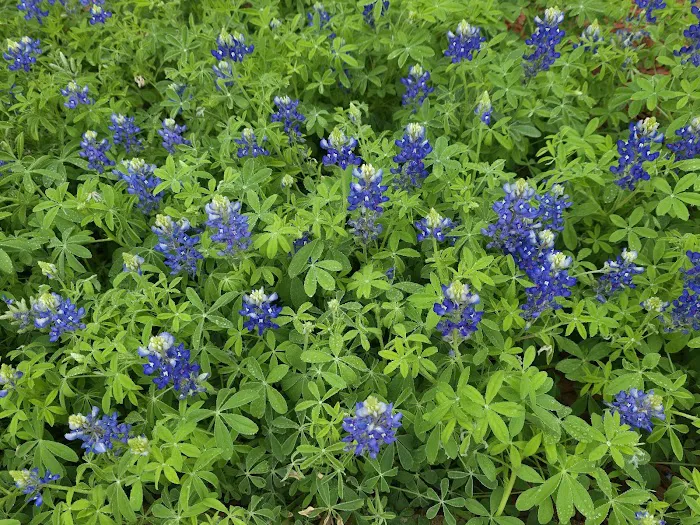 Dad's RV Park Picture 6