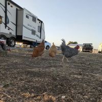 Howling Hills RV park LLC ico