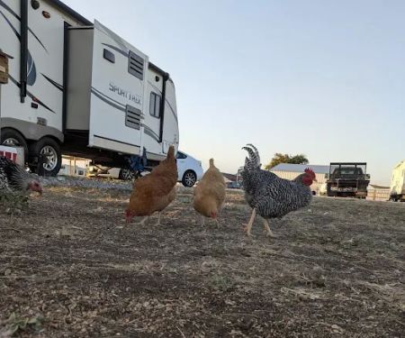 Howling Hills RV park LLC