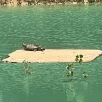 Lazy Days Rentals ico