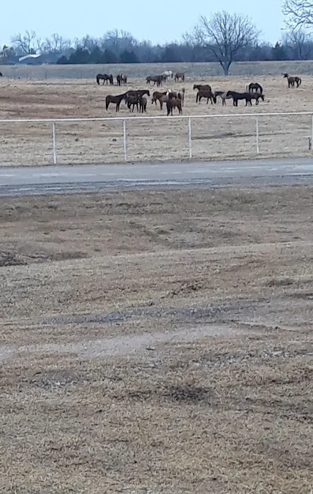Wild Horse RV Park Picture 3