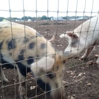 New Life RV Park ico