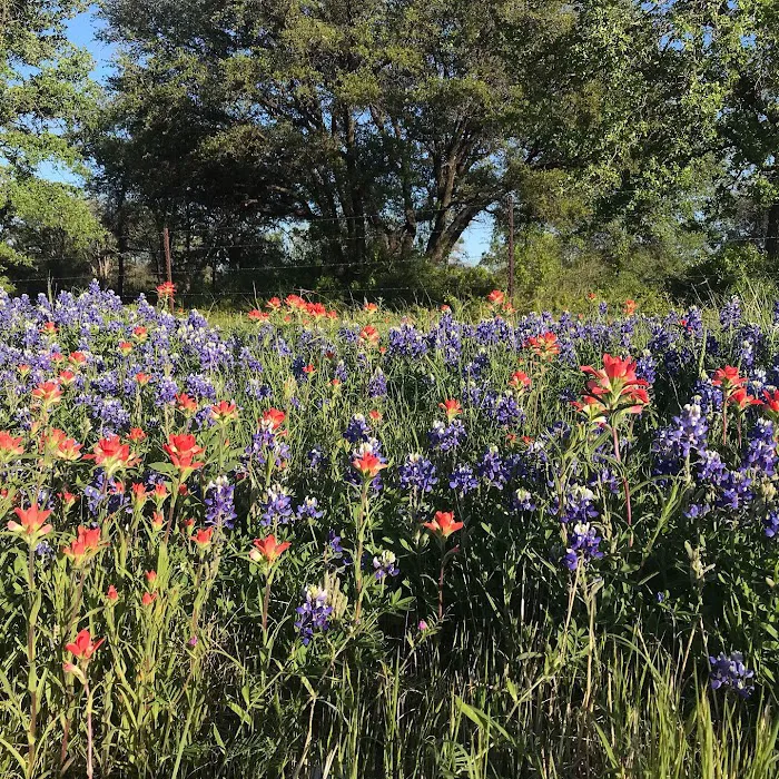 Cactus Rose RV Park Picture 10