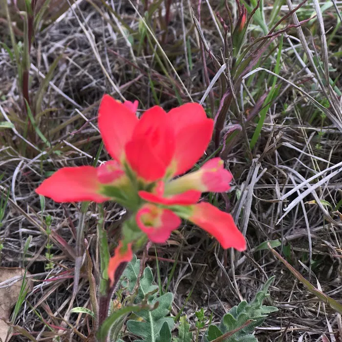 Cactus Rose RV Park Picture 8