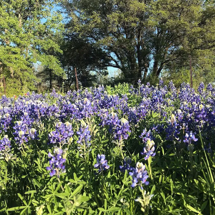 Cactus Rose RV Park Picture 9
