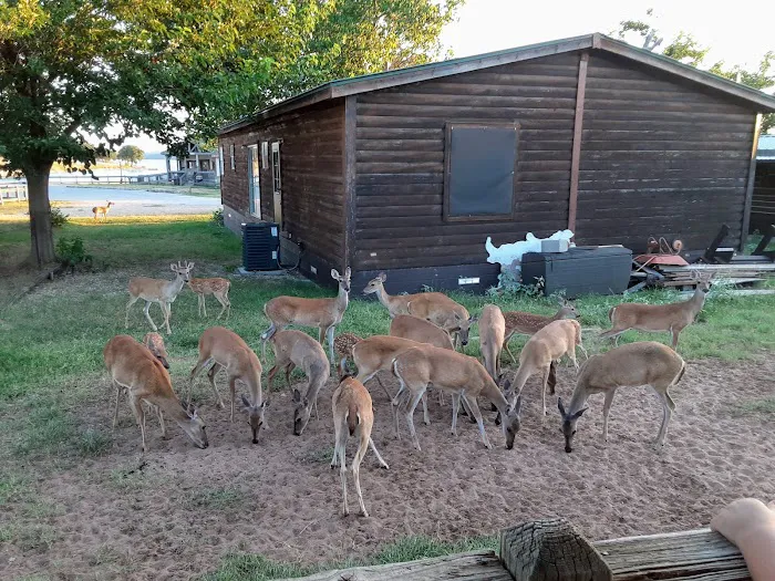 Golden Cove Picture 9