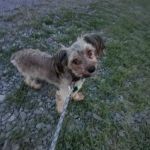 Damascus RV Park LLC