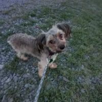 Damascus RV Park LLC ico