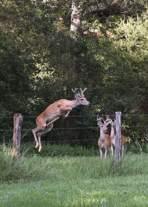 Shady Oaks RV Park & Campground Picture 9