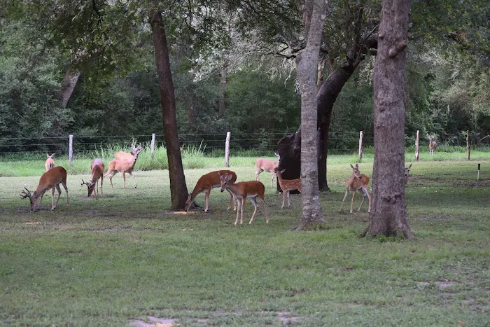 Shady Oaks RV Park & Campground Picture 1
