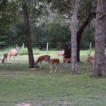 Shady Oaks RV Park & Campground