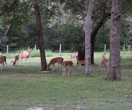 Shady Oaks RV Park & Campground