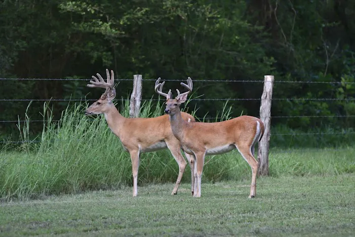 Shady Oaks RV Park & Campground Picture 5