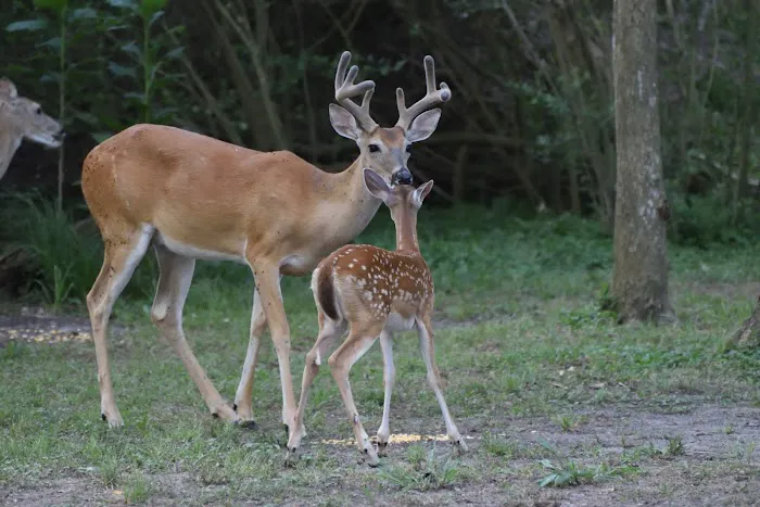 Shady Oaks RV Park & Campground Picture 2