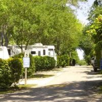 Austin Lone Star ico