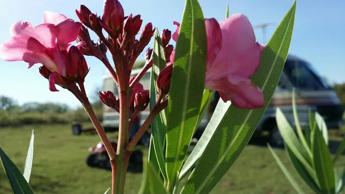 Windmill RV ParkLLC Picture 7