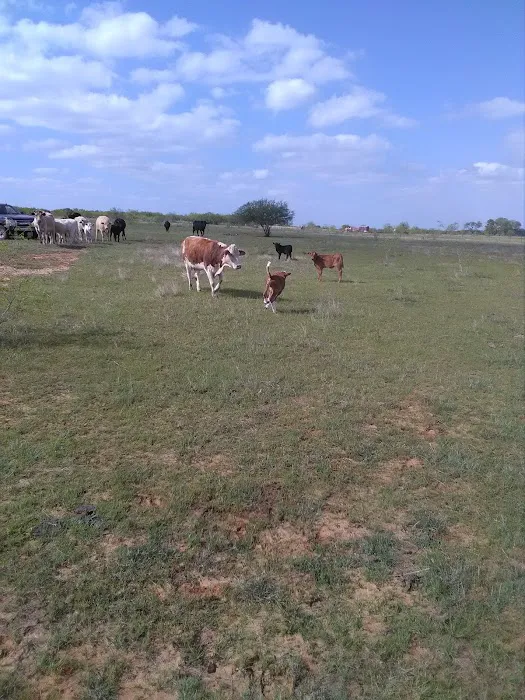 Windmill RV ParkLLC Picture 4