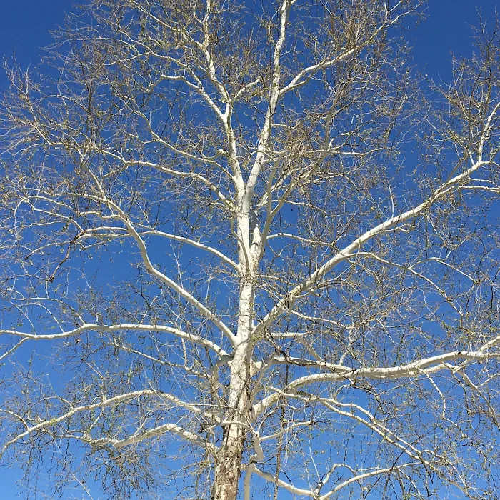 Sunny Acres Park Picture 8