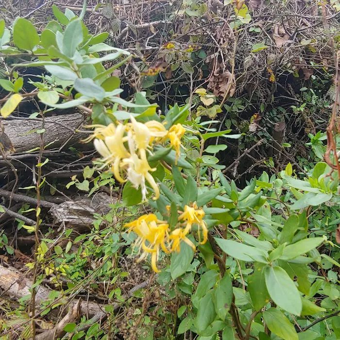 Southern R.V. Park Picture 4