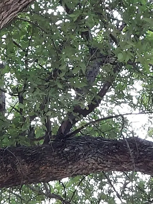 Lone Star RV Park Picture 5