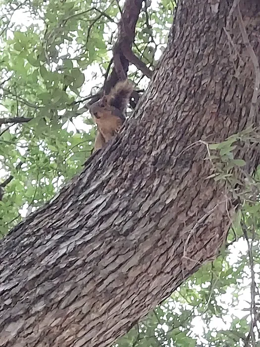 Lone Star RV Park Picture 4