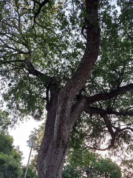 Lone Star RV Park Picture 10