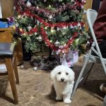 Country Aire Mobile Home Park