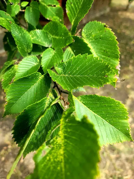 Hill Oaks Mobile Estates Picture 1