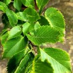 Hill Oaks Mobile Estates