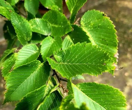 Hill Oaks Mobile Estates