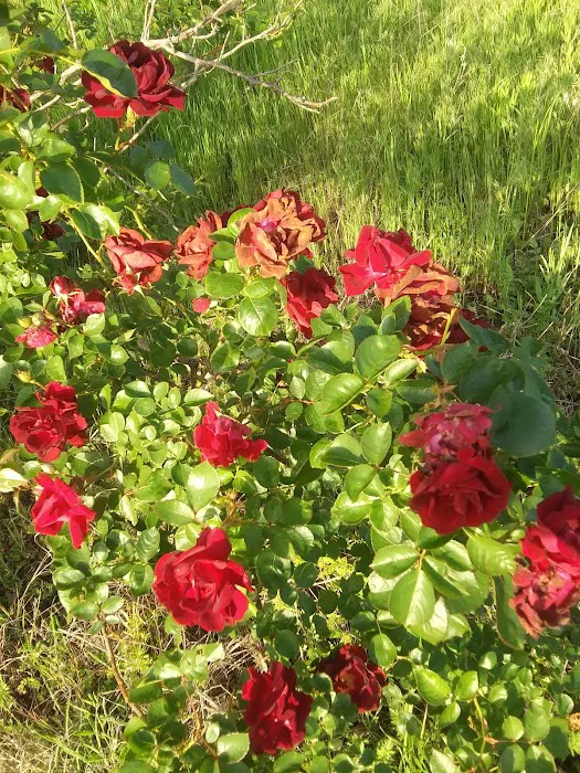 Cottage Cove RV Park Picture 7