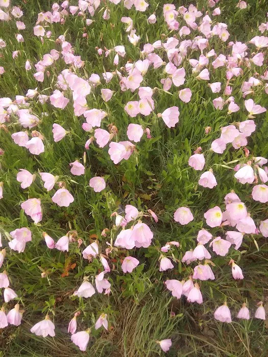 Cottage Cove RV Park Picture 5